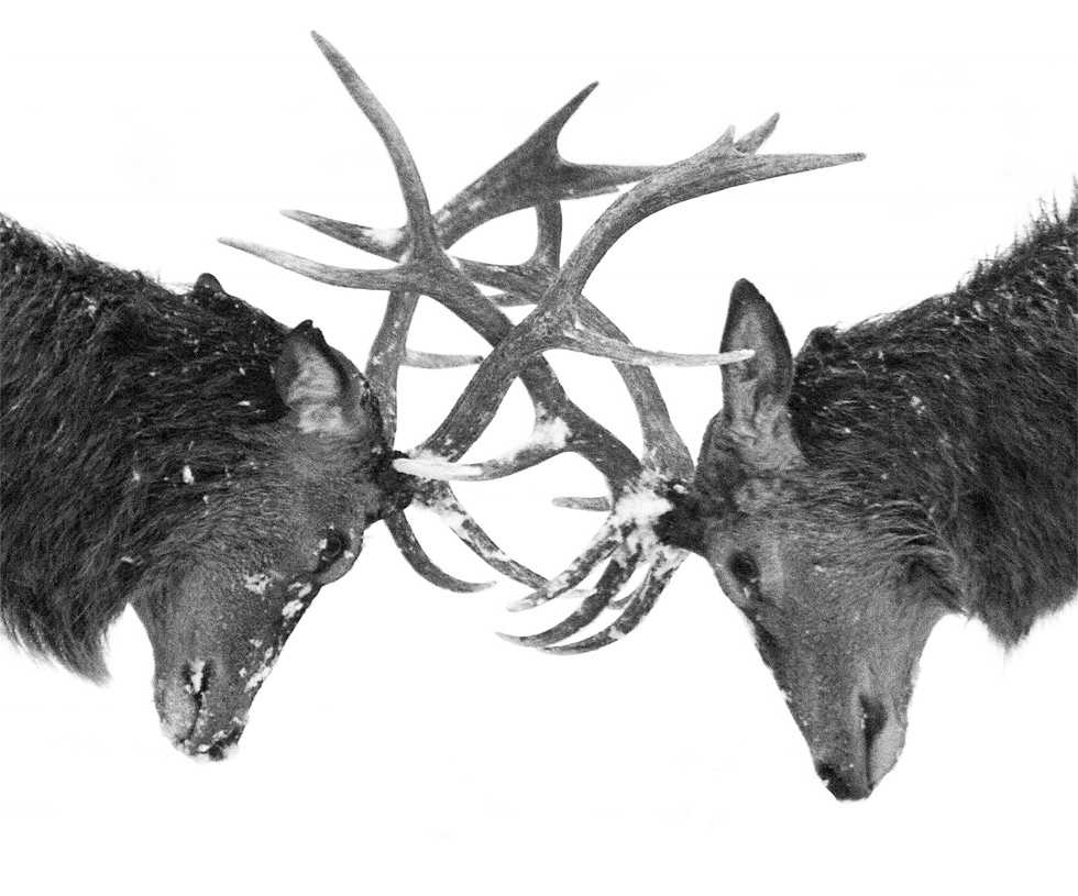 Black and White photo of stags by Joanna Jackson